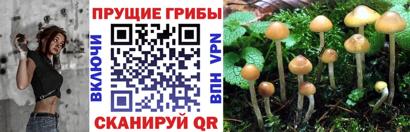 закладка  Ильский  Галлюциногенные грибы прущие грибы 